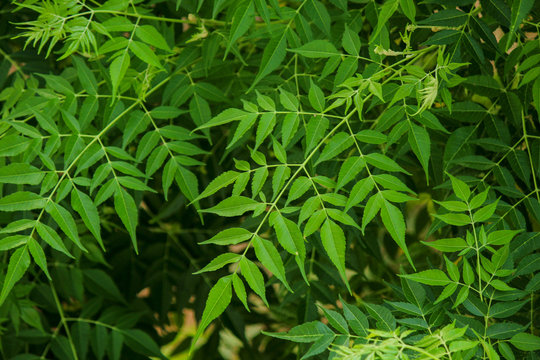 Neem